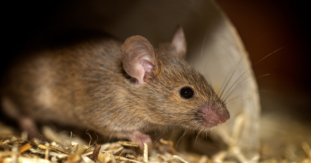how often should pest control be done