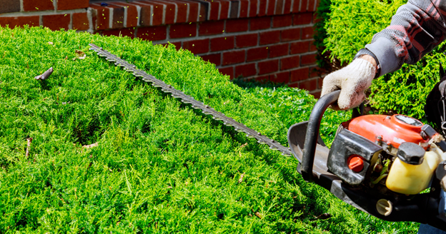 how often should you get your trees trimmed