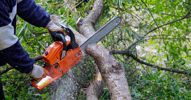 how often should you get your trees trimmed