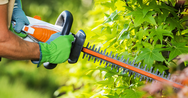 how often should you get your trees trimmed