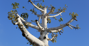 tree trimming vs topping