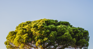 tree trimming vs topping